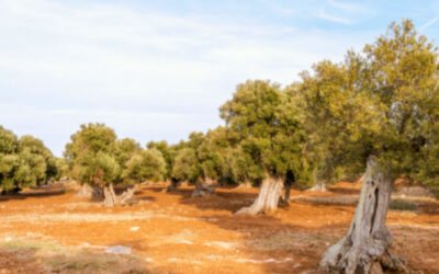 L’Olio e gli Ulivi del Salento: Tradizione, Qualità e Identità.